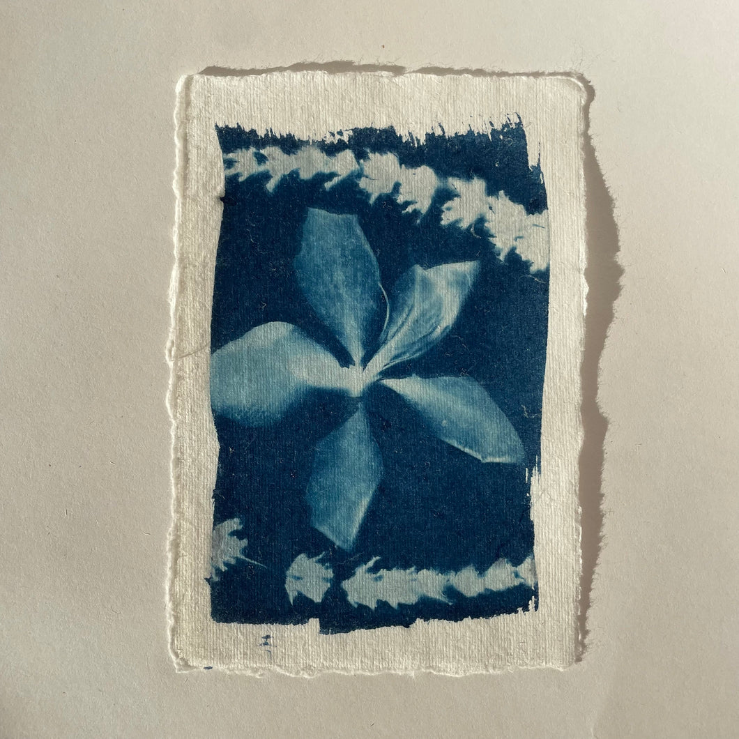 White Orchid Cyanotype Print