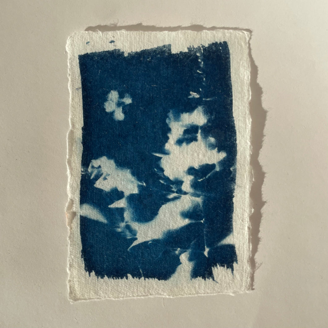 Meadow Cyanotype Print