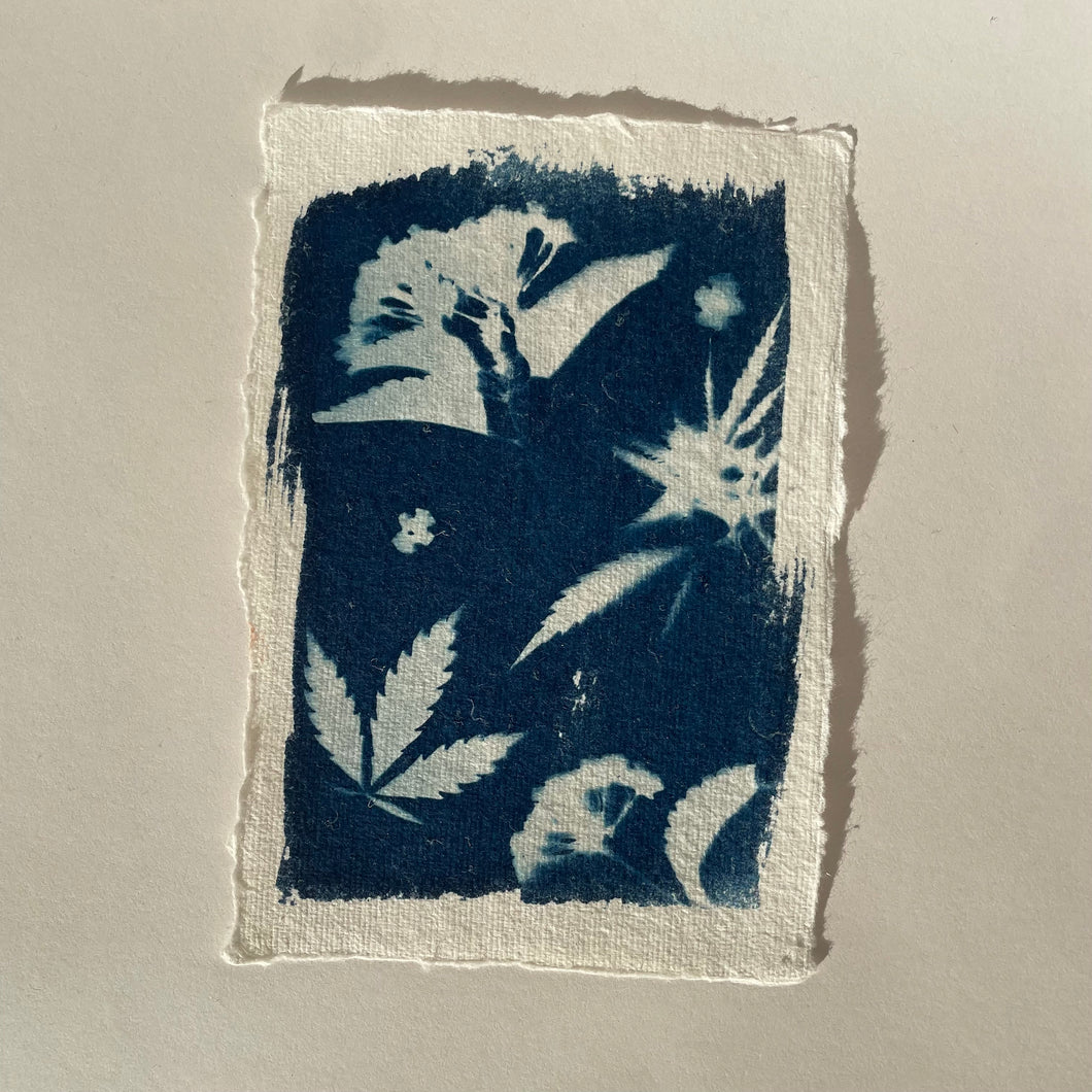 Sticky Sweet Cyanotype Print